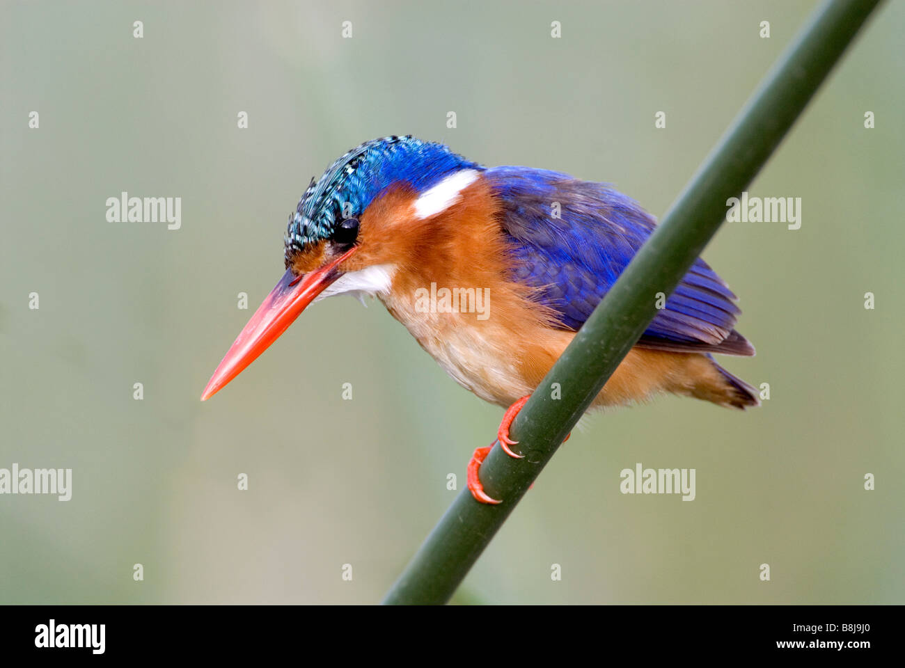 Malachit Kingfisher Lake Awasa Äthiopien Stockfoto