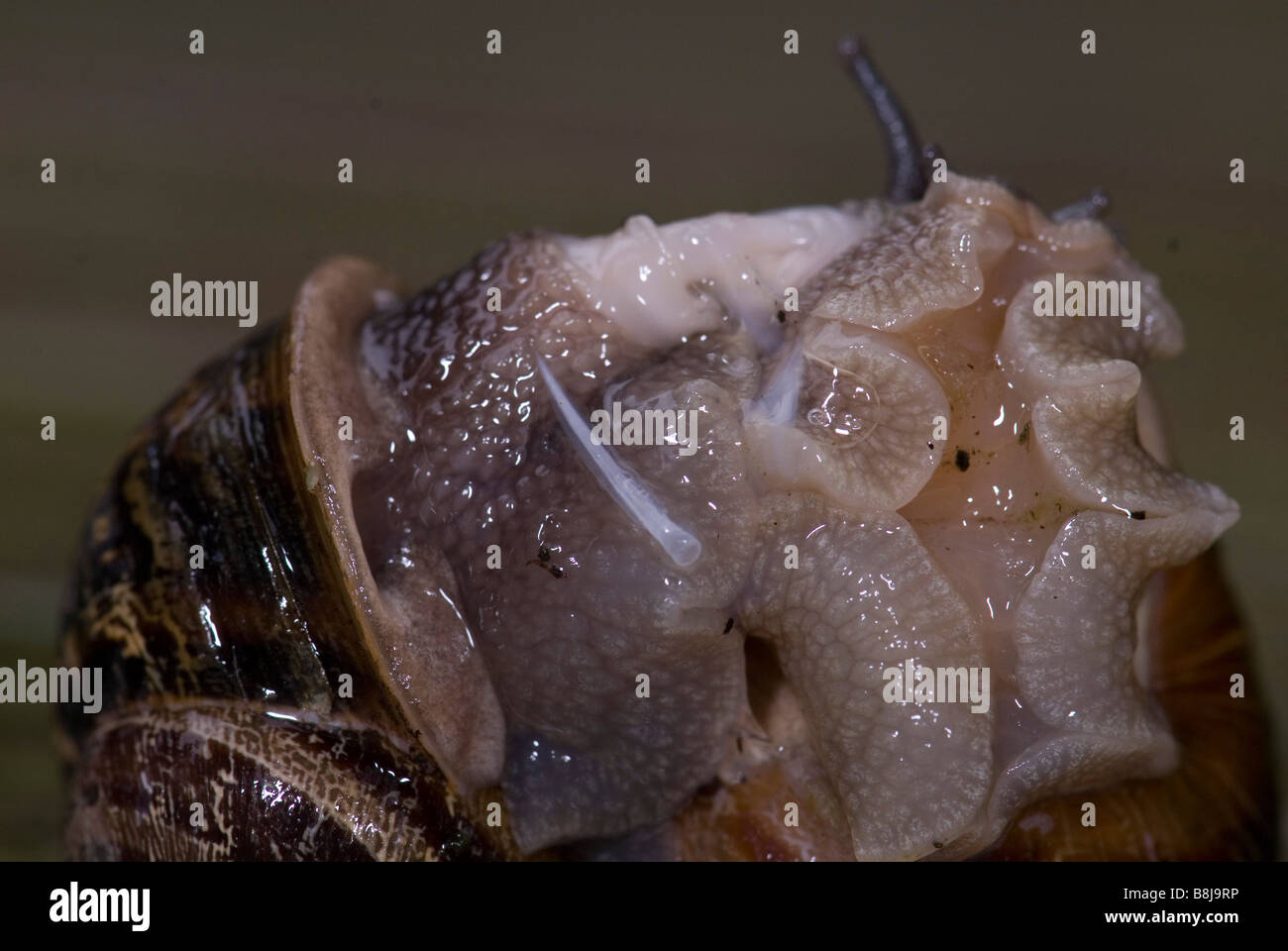 Garten Schnecke Helix Aspersa paar Paarung Stockfoto