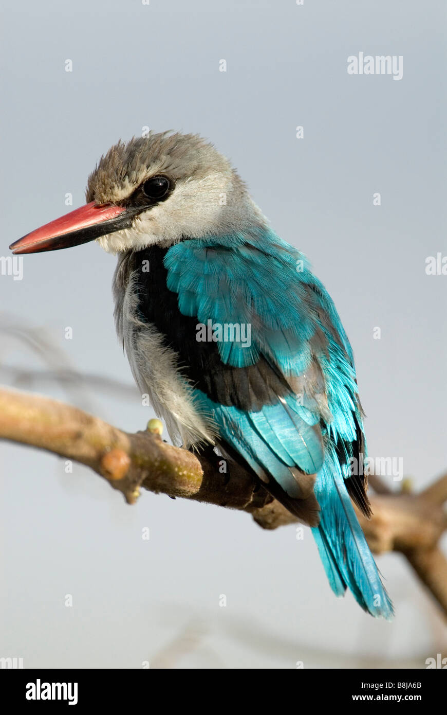 Woodland Kingfisher Halcyon Senegalensis Lake Awasa Äthiopien Stockfoto