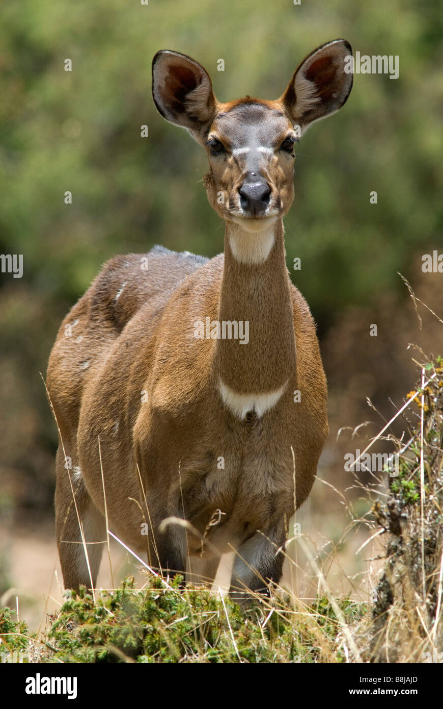 Berg Nyala Tragelaphus Buxtoni Ballen Äthiopien Stockfoto