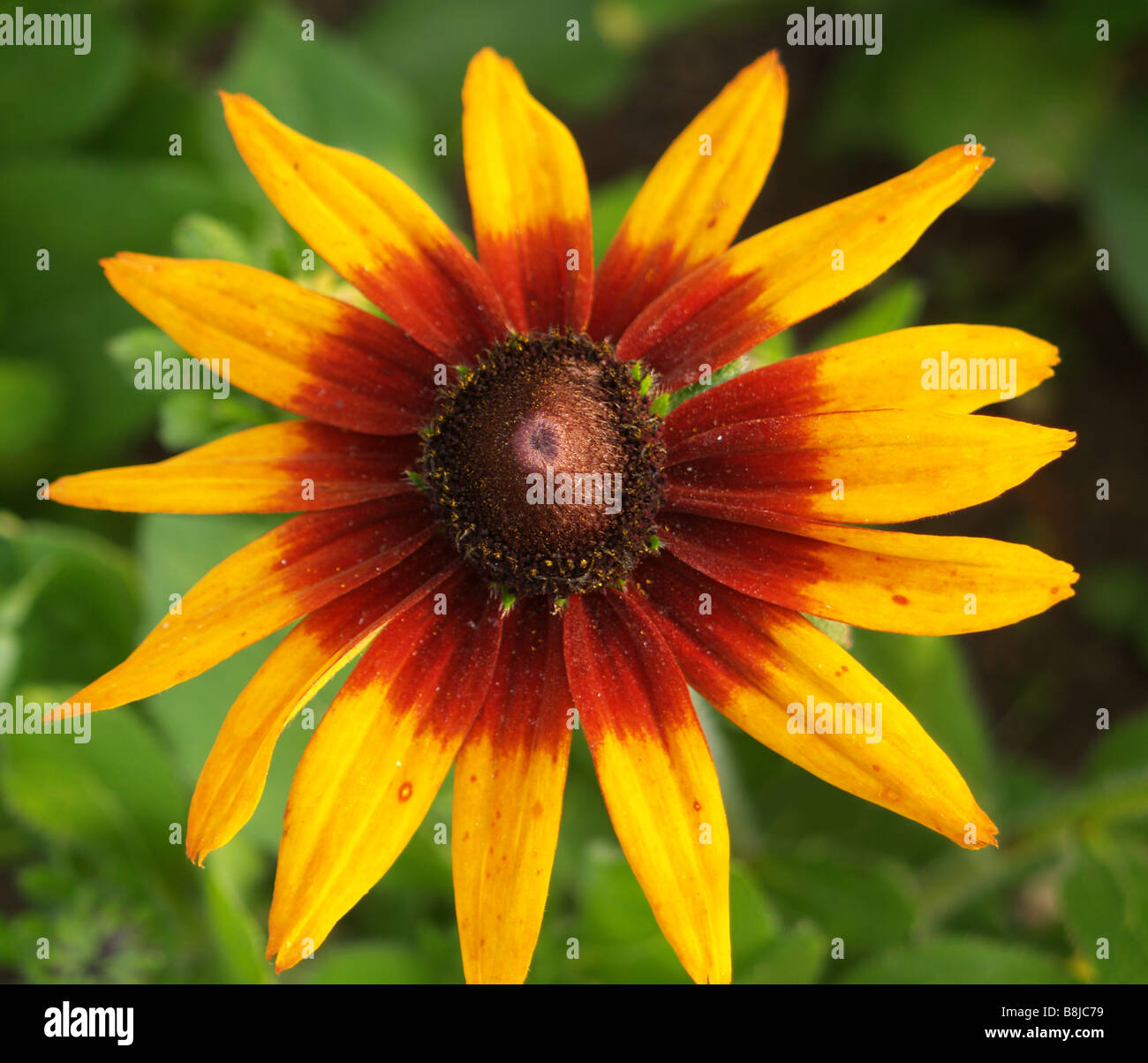 Nahaufnahme von einem hellen bunten Rubeckia (Sonnenhut) Blütenstand. Stockfoto