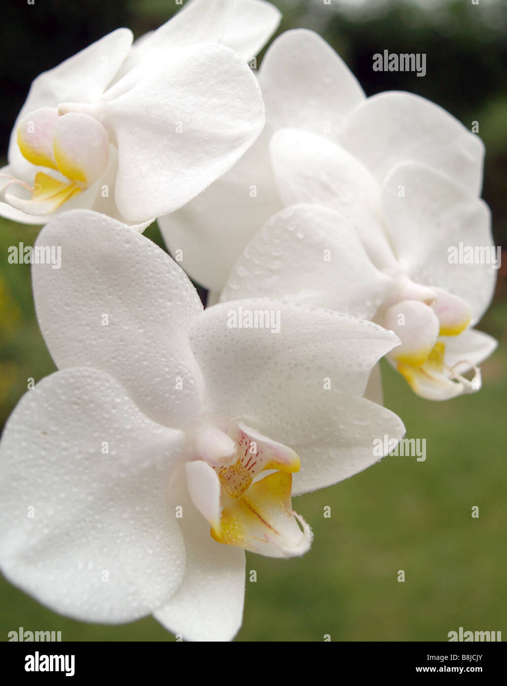 Nahaufnahme des weißen Orchideen. Stockfoto