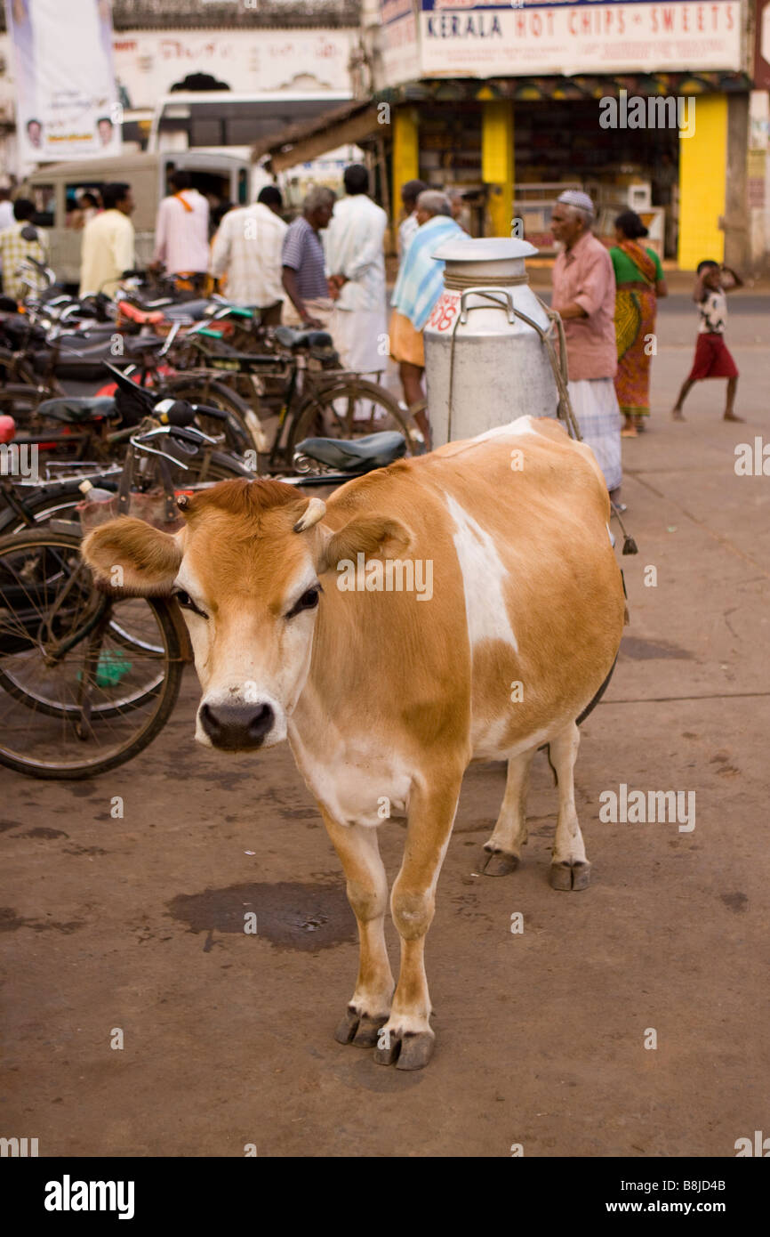 Indien-Tamil Nadu Kumbakonam wandernde heilige Kuh in der Nähe von Mahamanham Tank mit Milchkanne Stockfoto