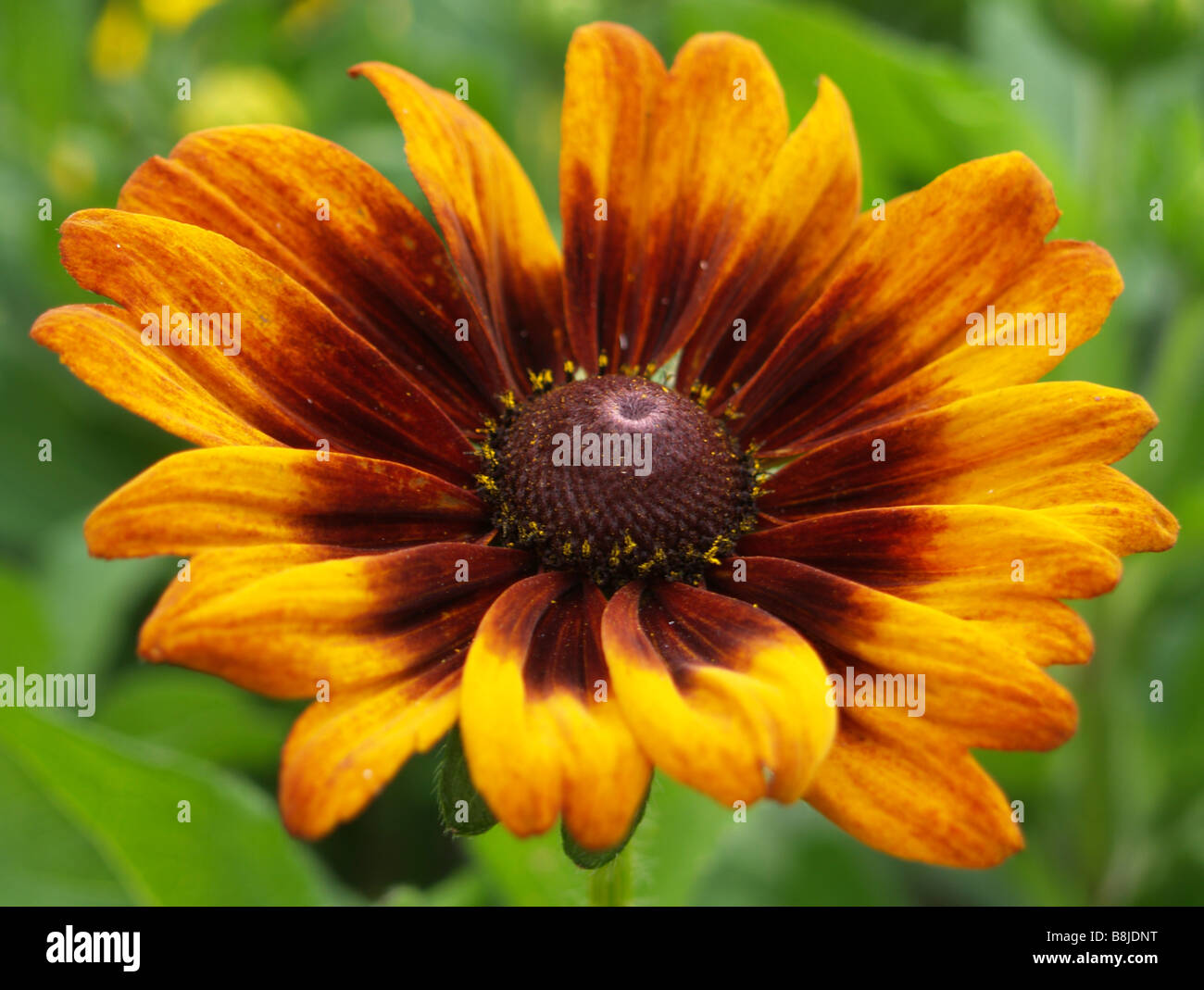 Nahaufnahme von Rudbeckia bunte (Sonnenhut) Blütenstand. Stockfoto