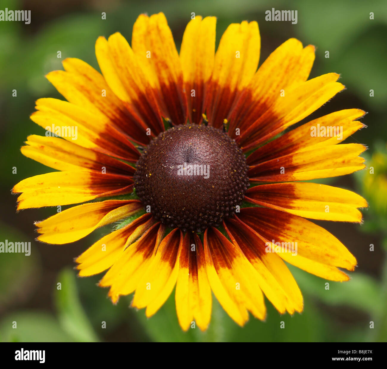 Nahaufnahme von einem hellen gelben Rudbeckia (Sonnenhut) Kopf. Stockfoto