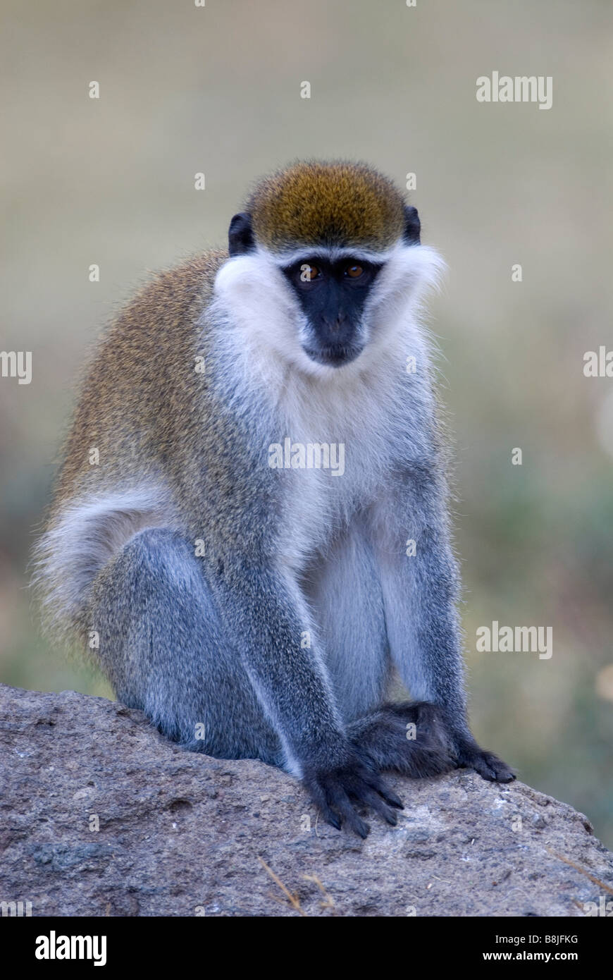 Vervet Affen Chlorocebus Pygerythrus Lake Awasa Äthiopien Stockfoto