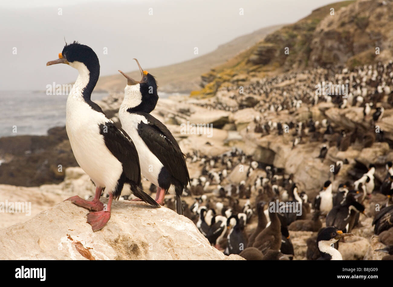 Ein König/Imperial Shag (Phalacrocorax Atriceps Albiventer) Verschachtelung Kolonie auf den Falklandinseln. Stockfoto