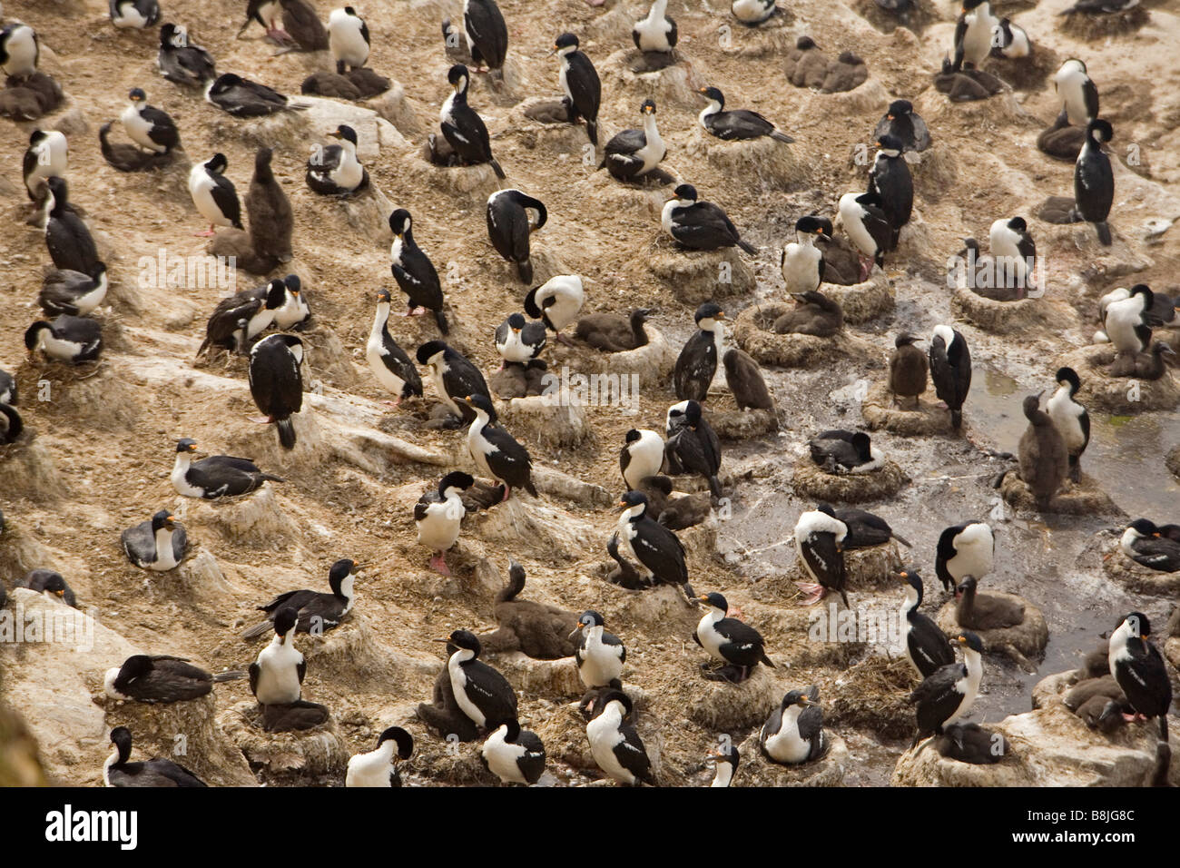 Ein König/Imperial Shag (Phalacrocorax Atriceps Albiventer) Verschachtelung Kolonie auf den Falklandinseln. Stockfoto