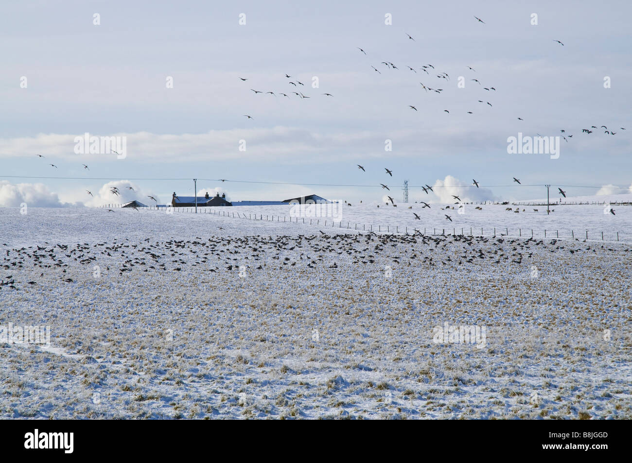 dh Greylag anser anser WILDGÄNSE ORKNEY SCHOTTLAND Herde von Vögel im Feld winterliche weiße Schneefelder Gänseschwärme Ackerland vereinigtes Königreich Stockfoto