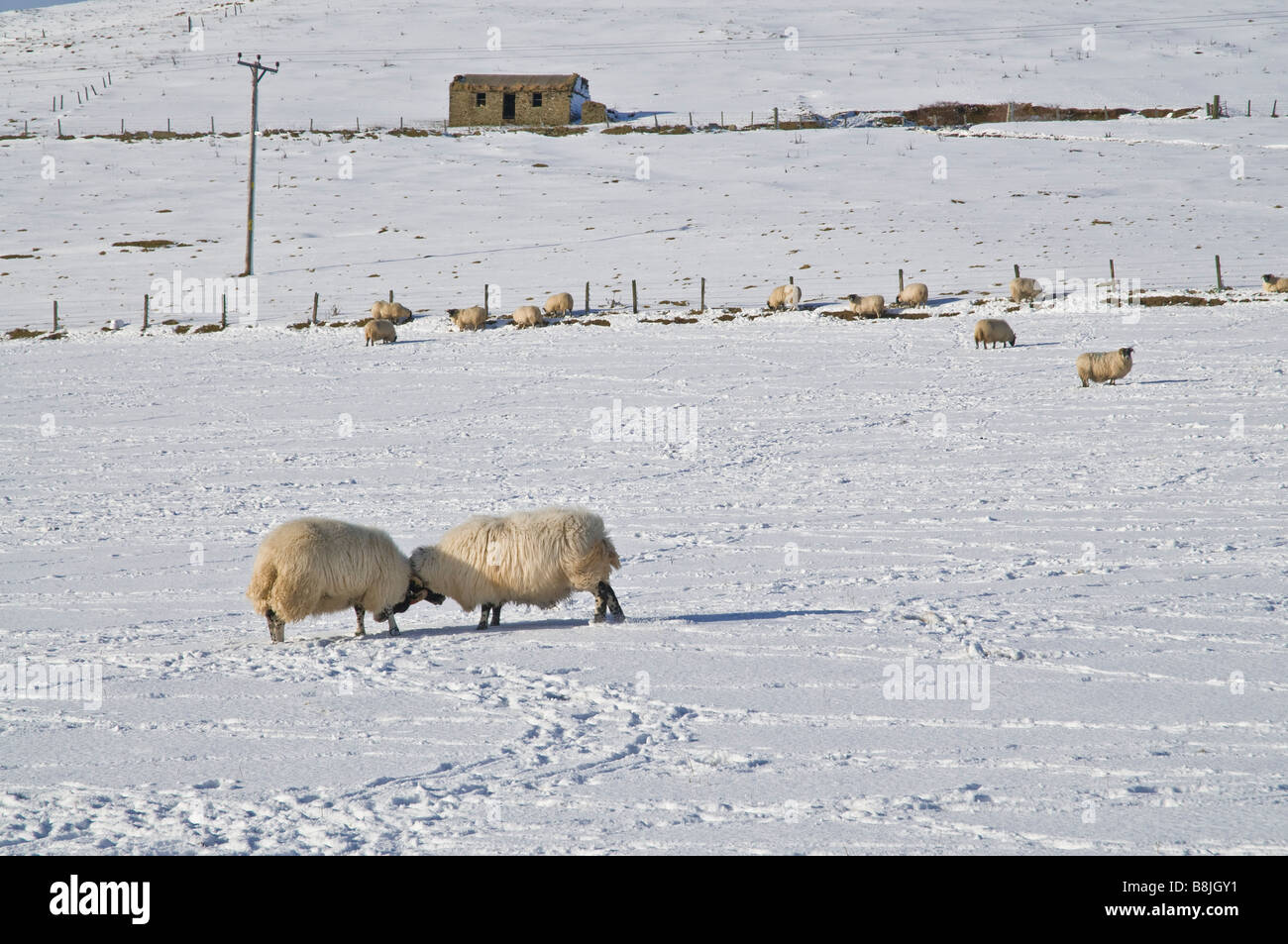 Dh Schafe TIERE UK Blackface Schaf butting jedes andere weiße schneebedeckte Feld Stockfoto