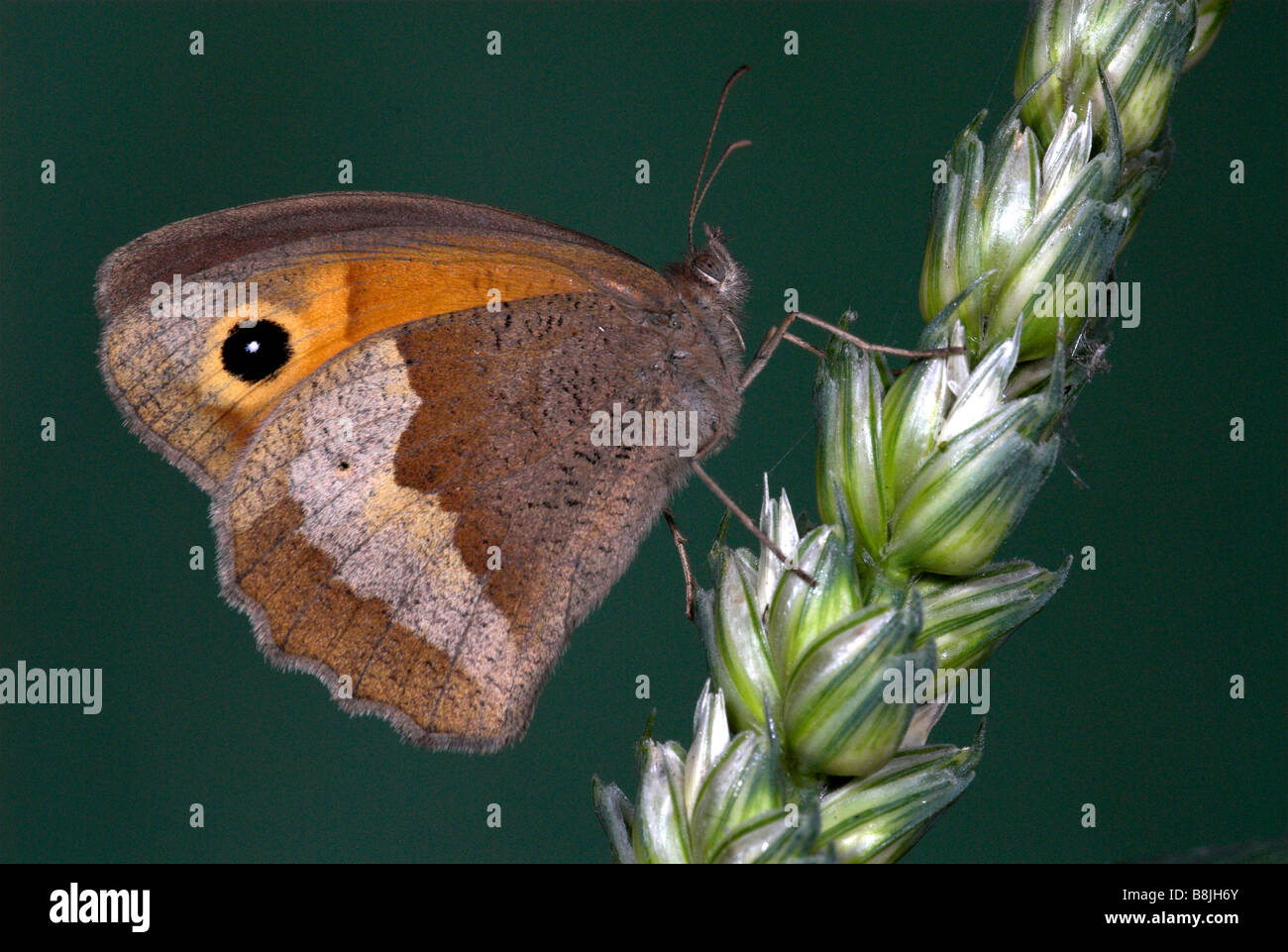 Wiese braun Schmetterling Maniola Jurtina UK Stockfoto