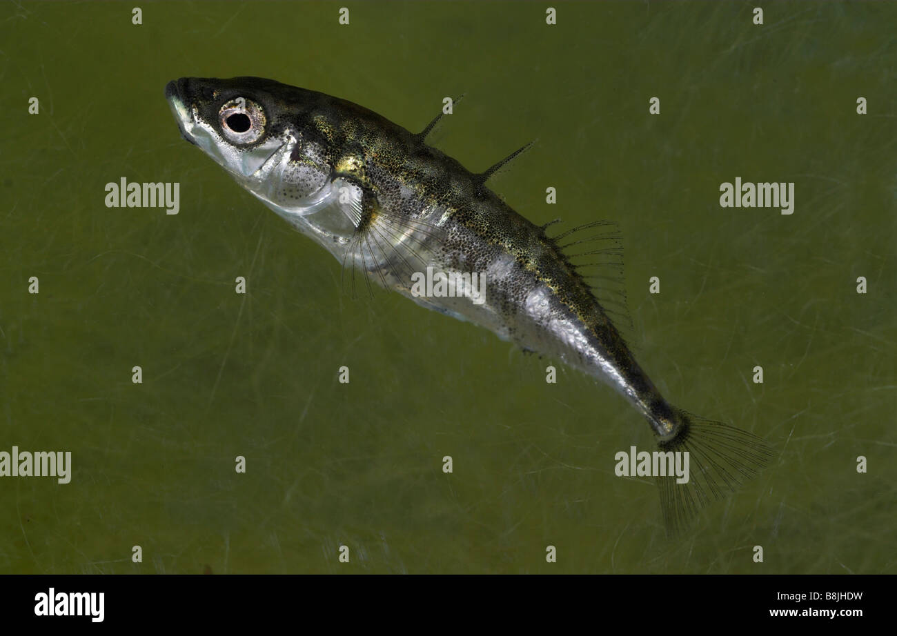 Drei Spined Stichling Fisch Gasterosteus Aceleatus UK Stockfoto