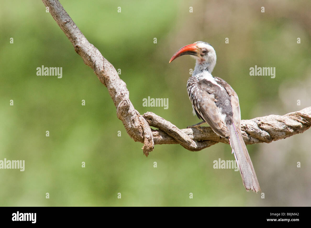 rot-billed Nashornvogel auf einem Ast Stockfoto