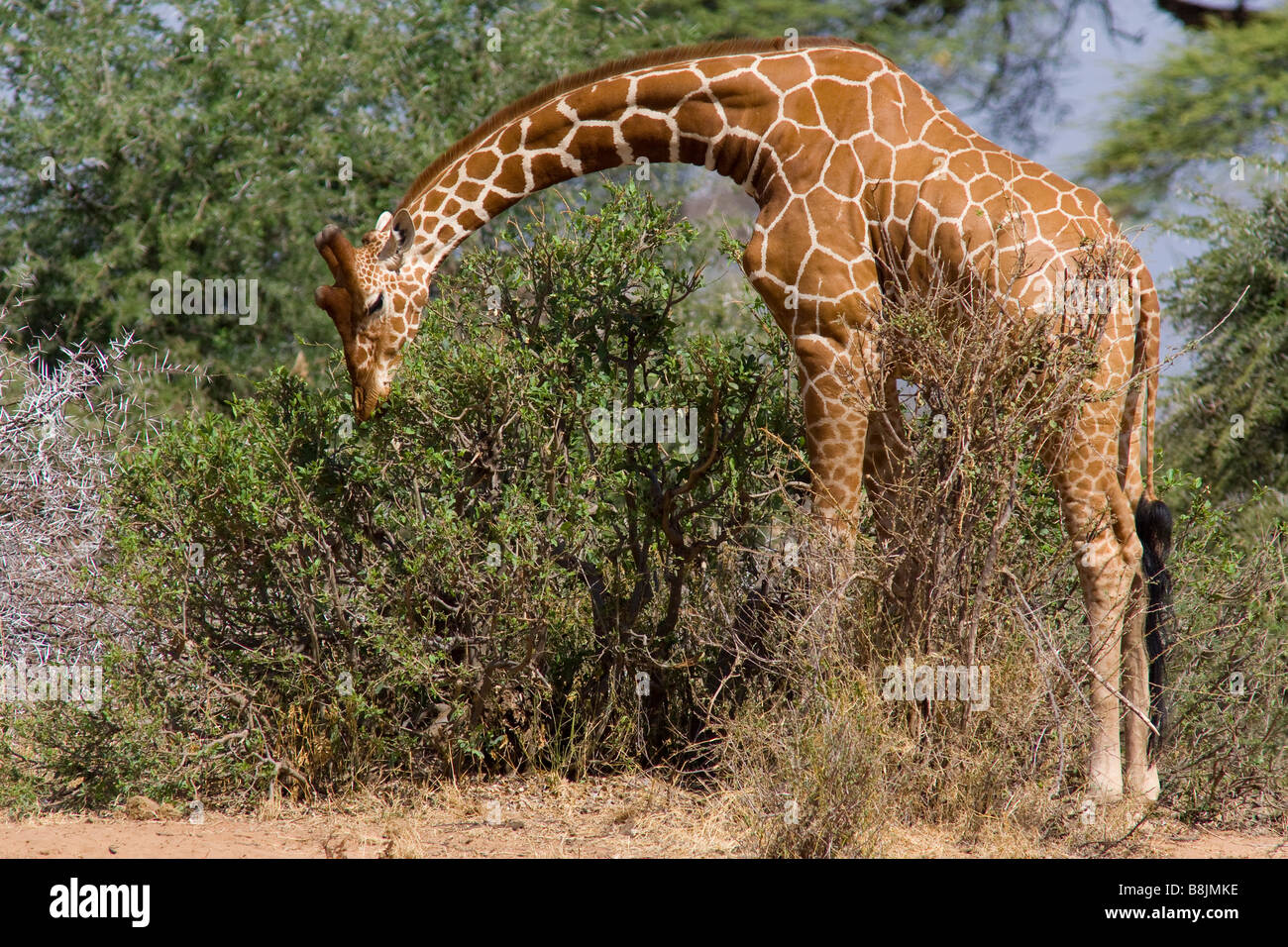 netzartige giraffe Stockfoto