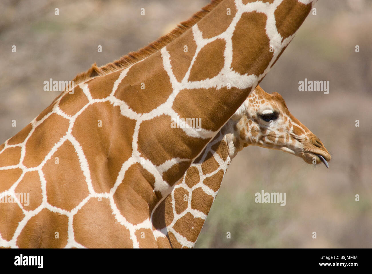 Junge große giraffe Stockfoto