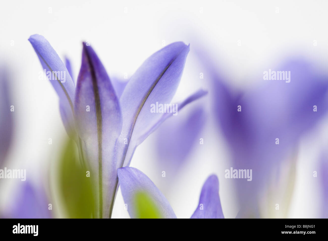 Triteleia Laxa oder Brodiaea Laxa auch genannt Grassnut 'Triplett Lilie' und "Ithuriels Speer" Blumen Hintergrundbeleuchtung auf weißem Hintergrund Stockfoto