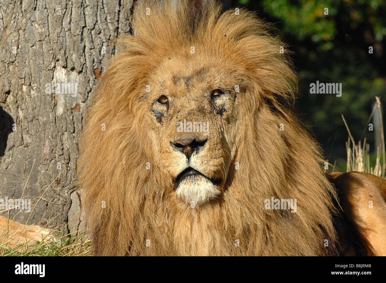 African Lion in Woburn Safari park Bedfordshire uk Stockfoto