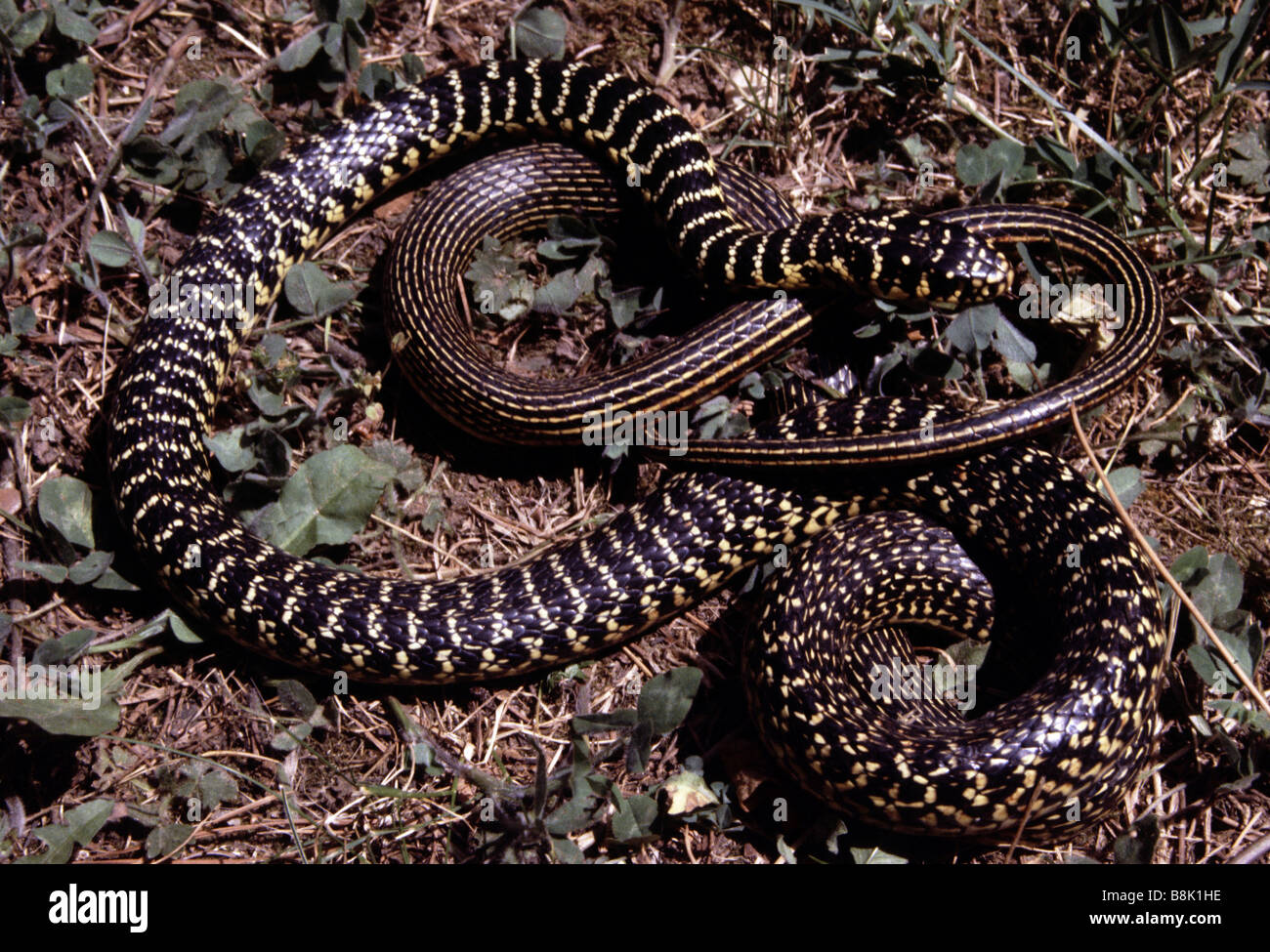 Gelb-grünen Racer (Hierophis Viridiflavus) Stockfoto