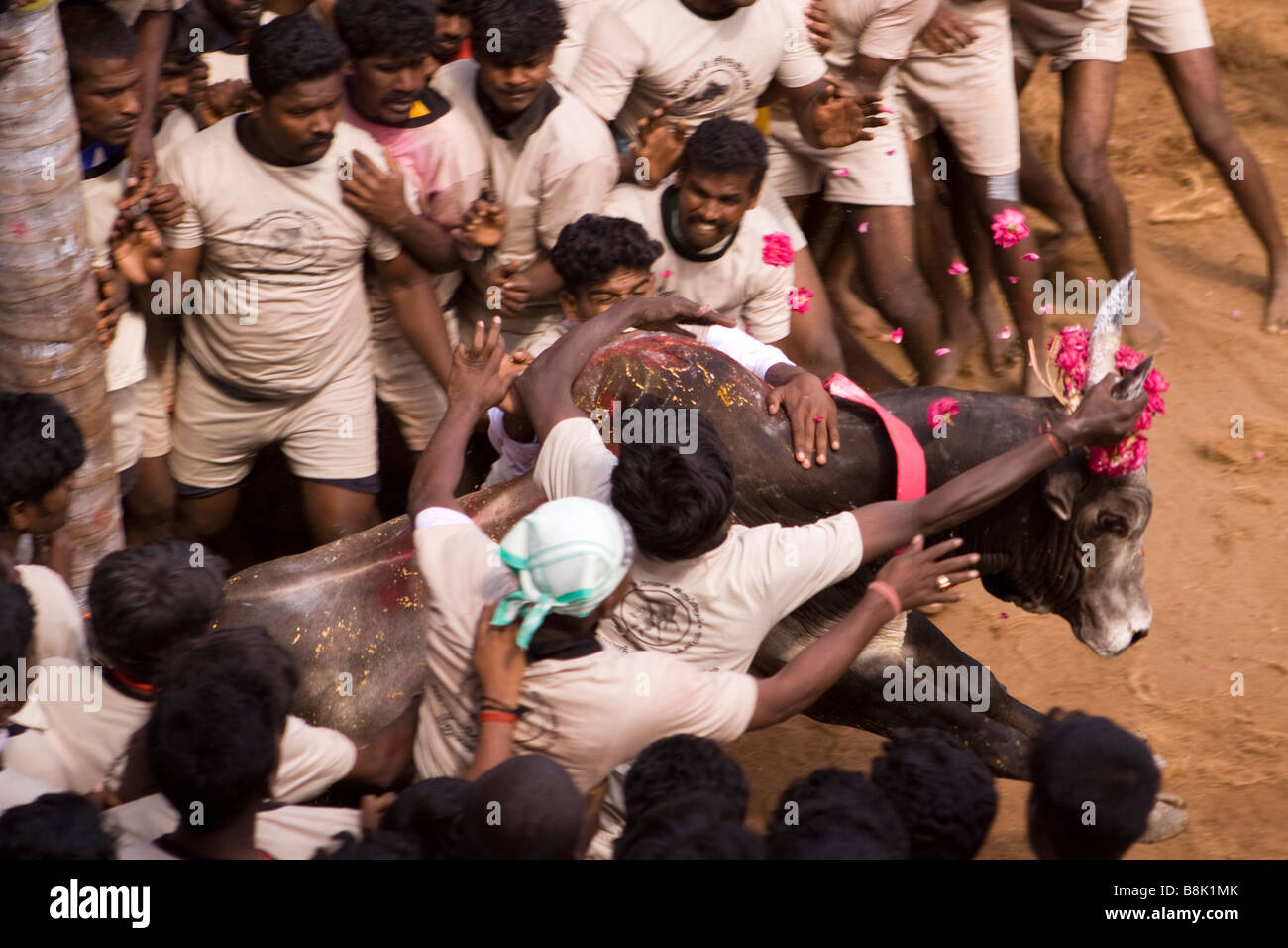 Indien Tamil Nadu Allanganallur jährlichen Pongal Jallikkattu Bull Kampf Konkurrenten Bull festhalten Stockfoto