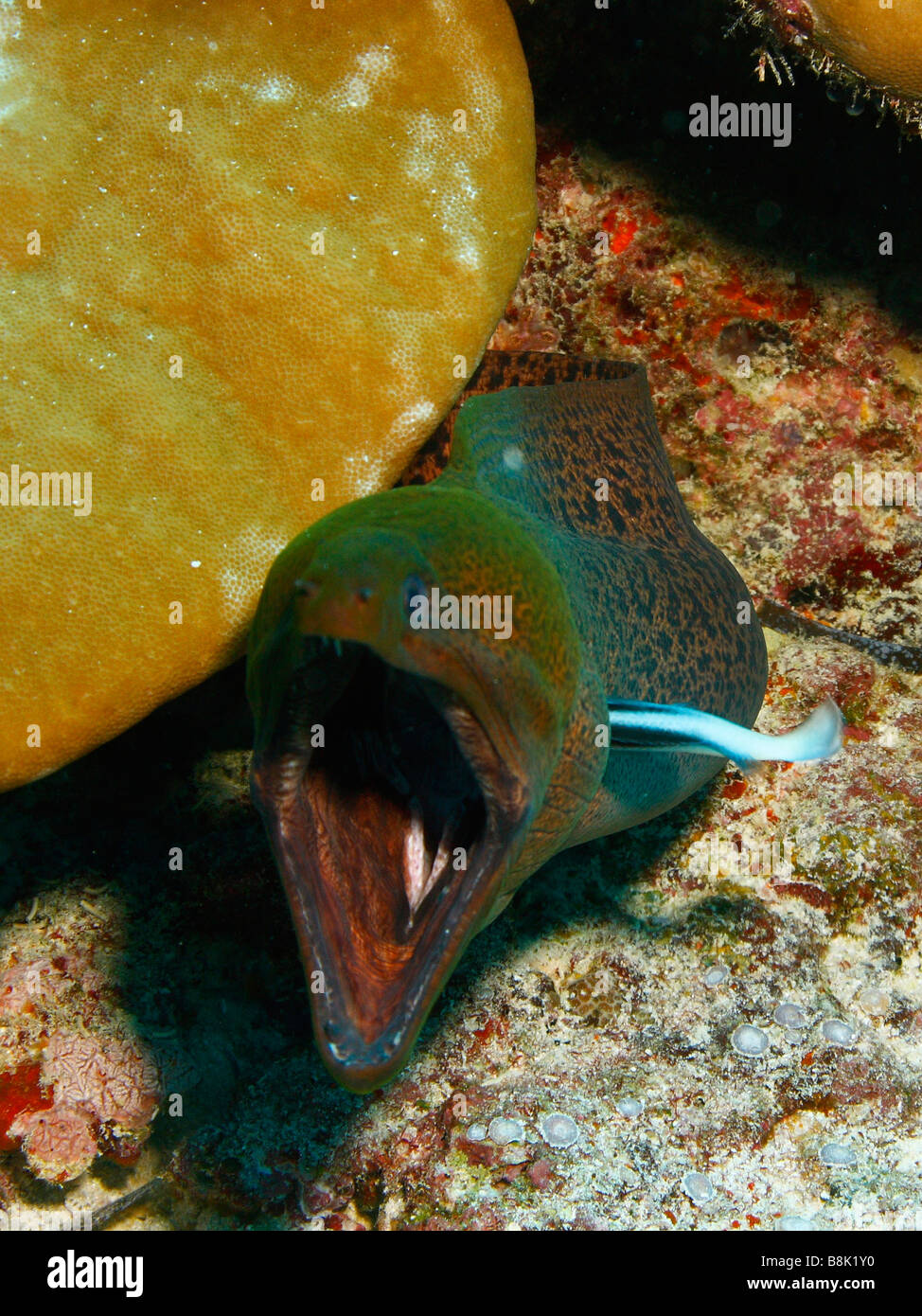 Riesen Muräne unter einer Koralle Kopf mit breiten Mund mit seinen Kiemen gereinigt durch eine Bluestreak Reinigungsmittel Wrasse öffnen Stockfoto