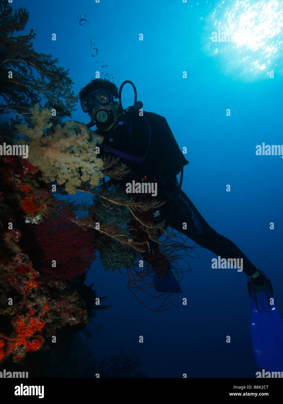 Ein Taucher unter Wasser fotografieren eine Kolonie von bunten Weichkorallen und Gorgonien Fans mit blauen Wasser und Sonne Strahlen im Hintergrund Stockfoto
