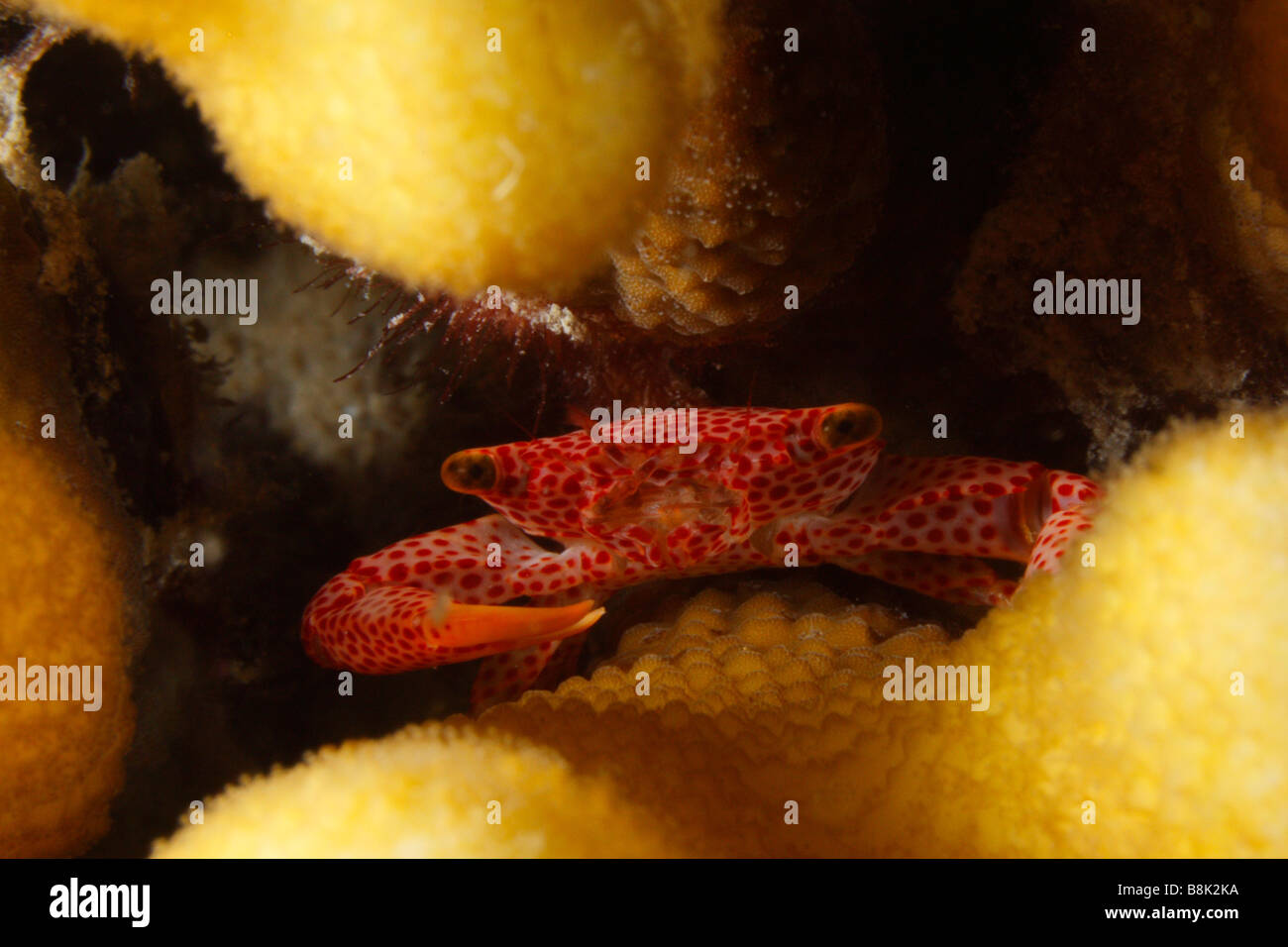 Kleine Porzellan Krabbe versteckt in den Zweigen einer Finger-Koralle Stockfoto