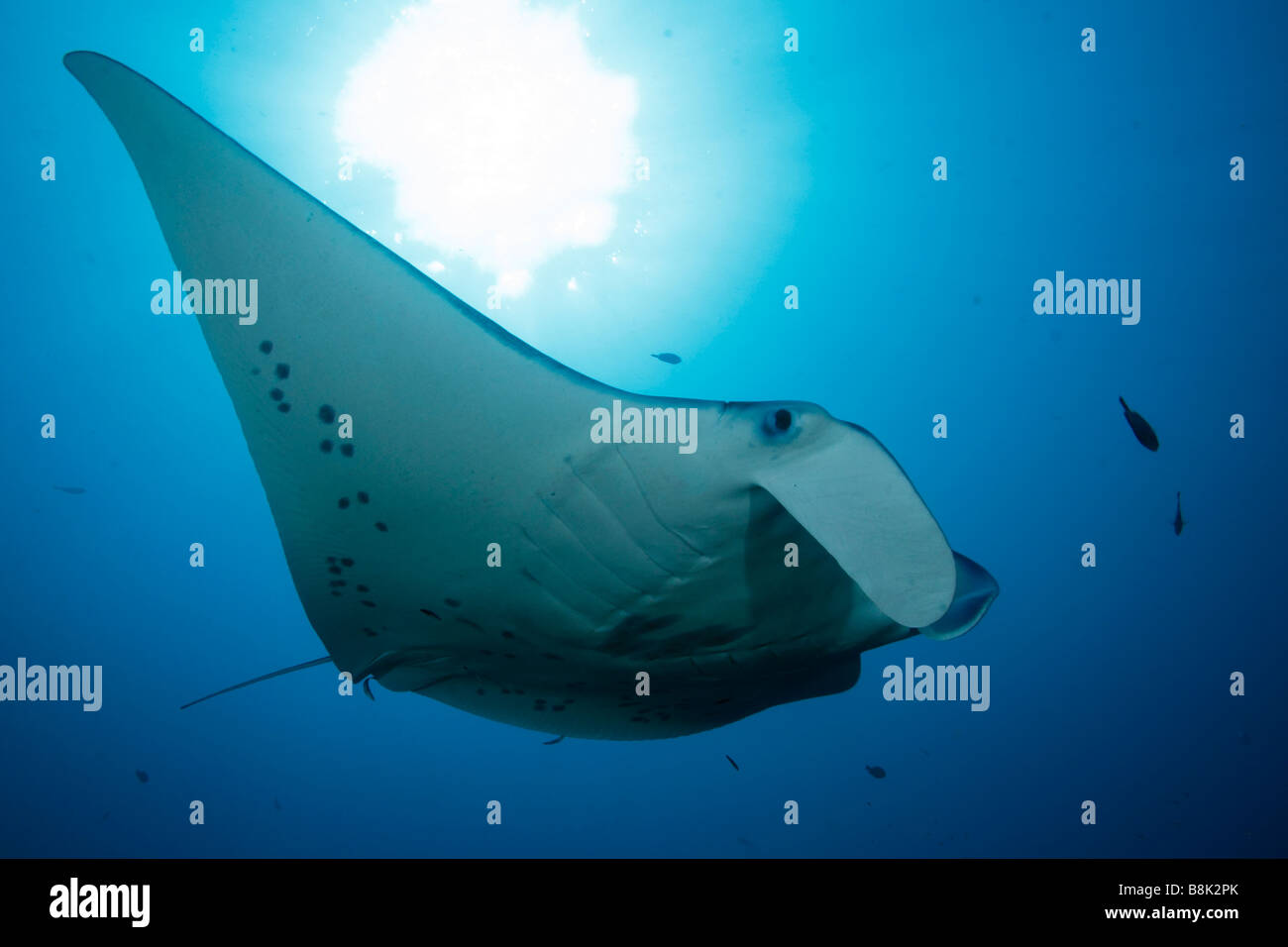 Mantarochen schwimmen durch das blaue Meereswasser beleuchtet von der Sonne mit Sonnenstrahlen im Hintergrund Stockfoto