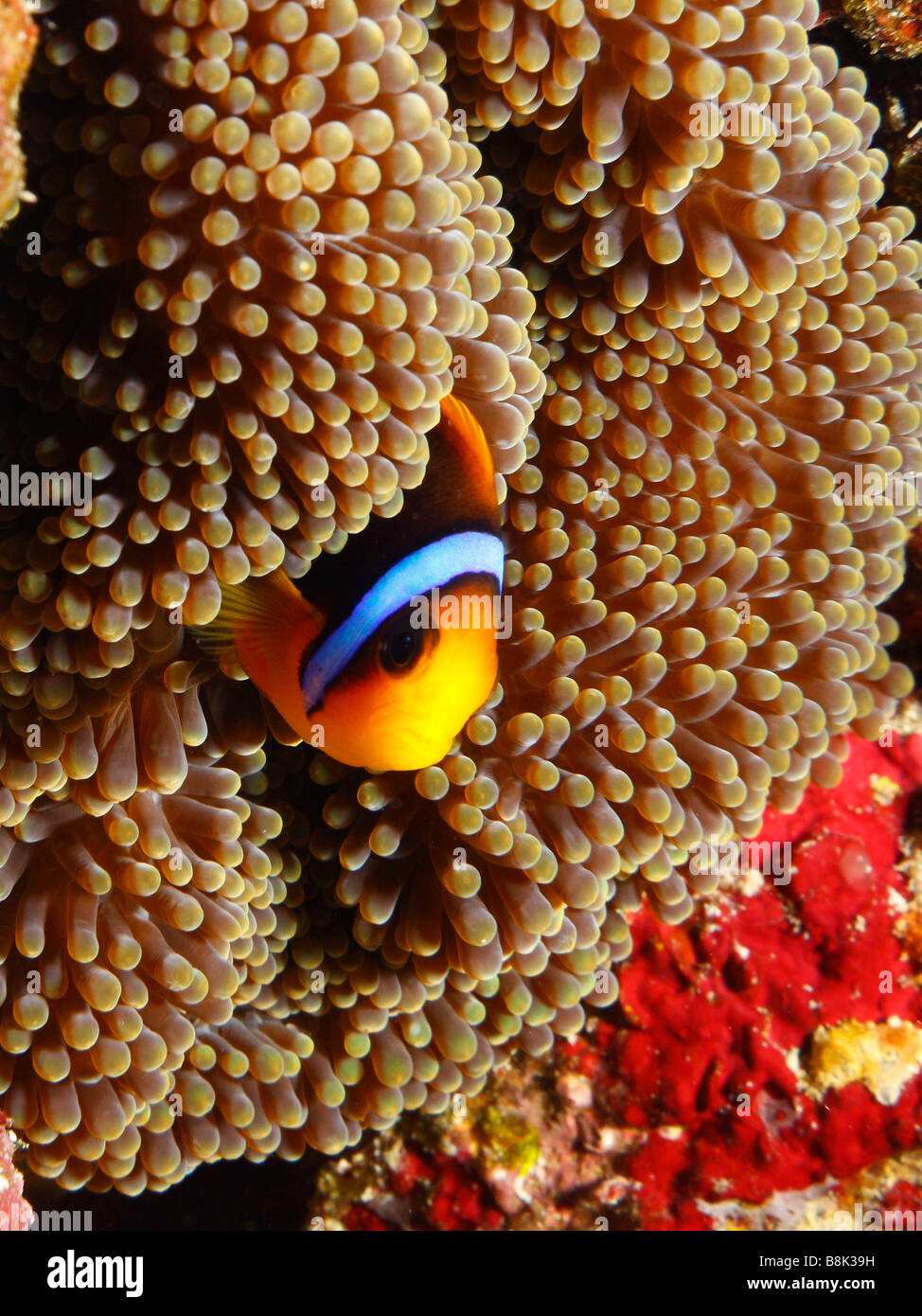Orange-Finned Anemonenfische Kommissionierung aus Anemone Tentakeln Stockfoto
