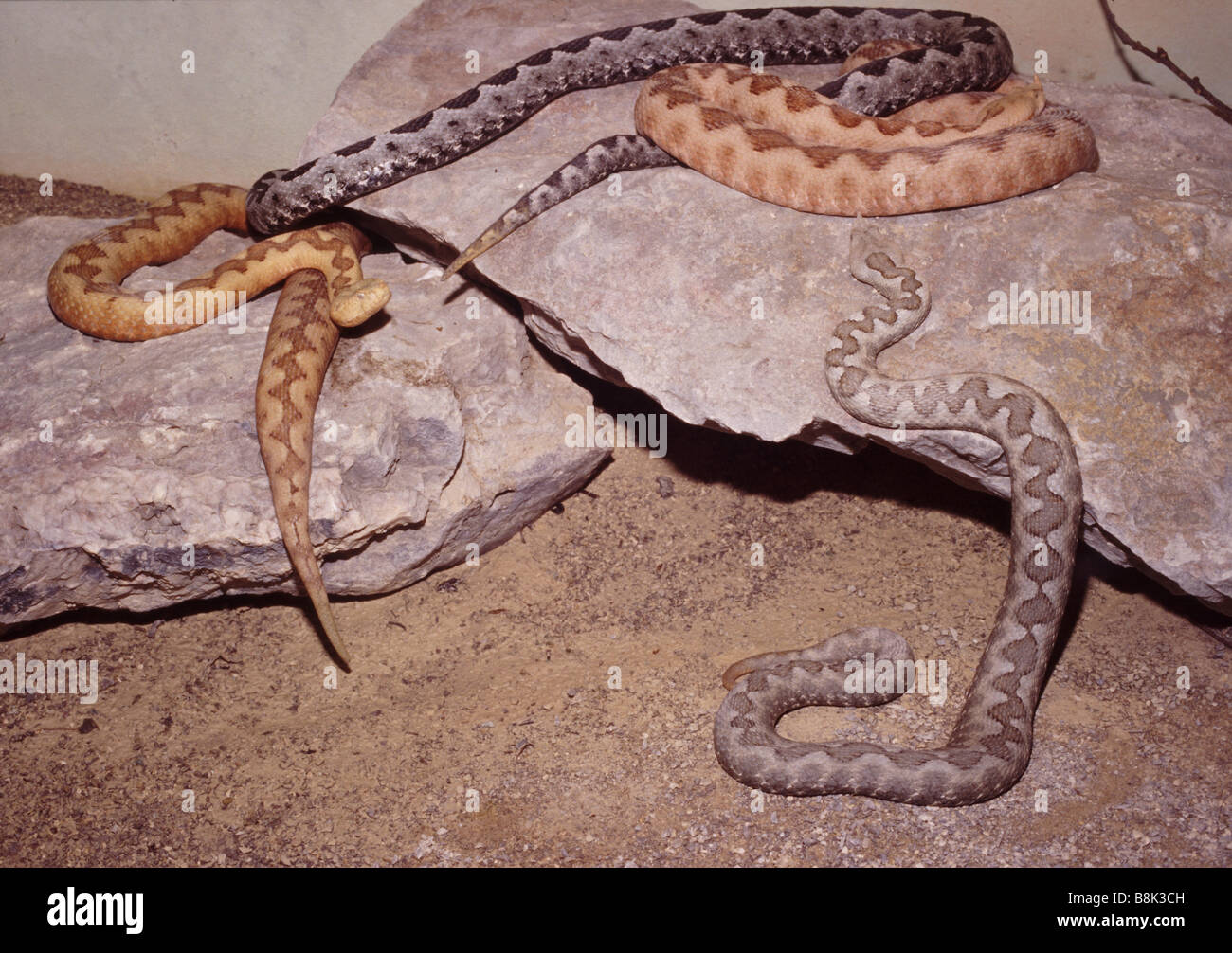 Nase-gehörnte Viper (Vipera Ammodytes) Stockfoto