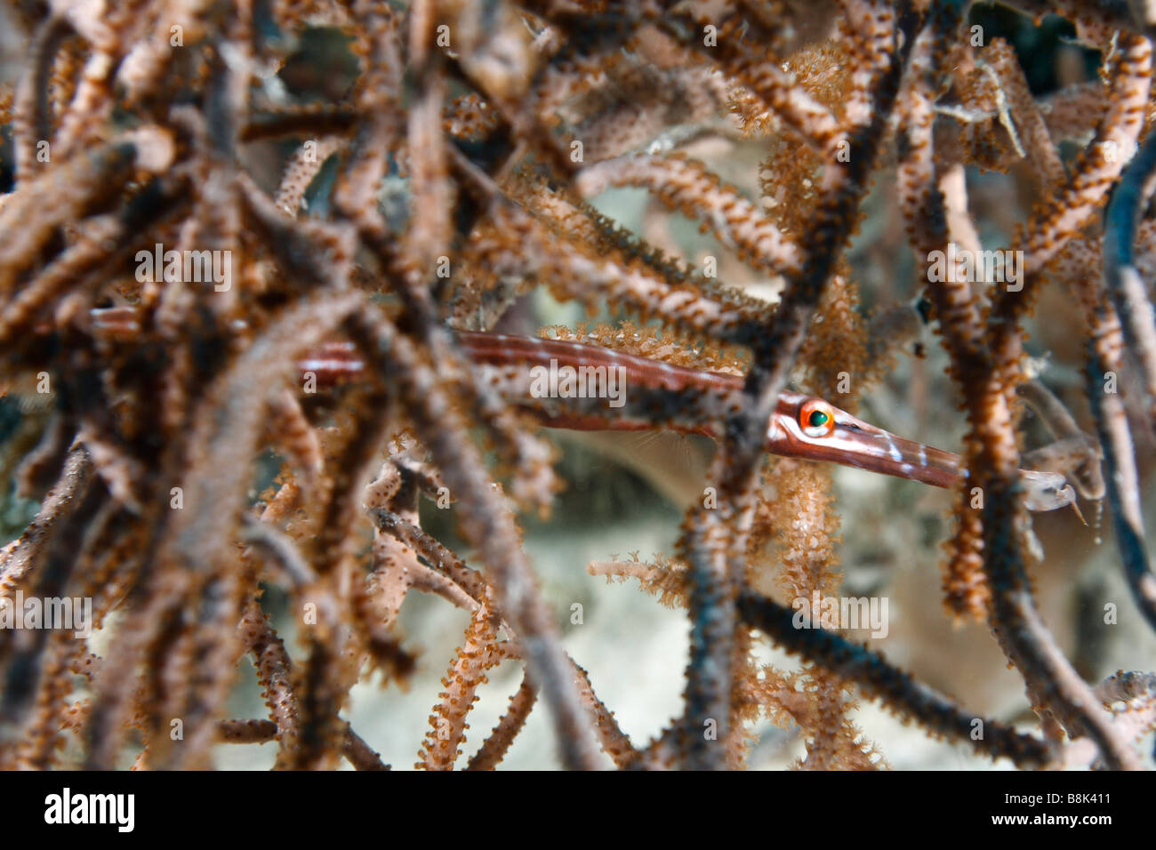 Juvenile Trompetenfische versteckt in Korallenäste Stockfoto