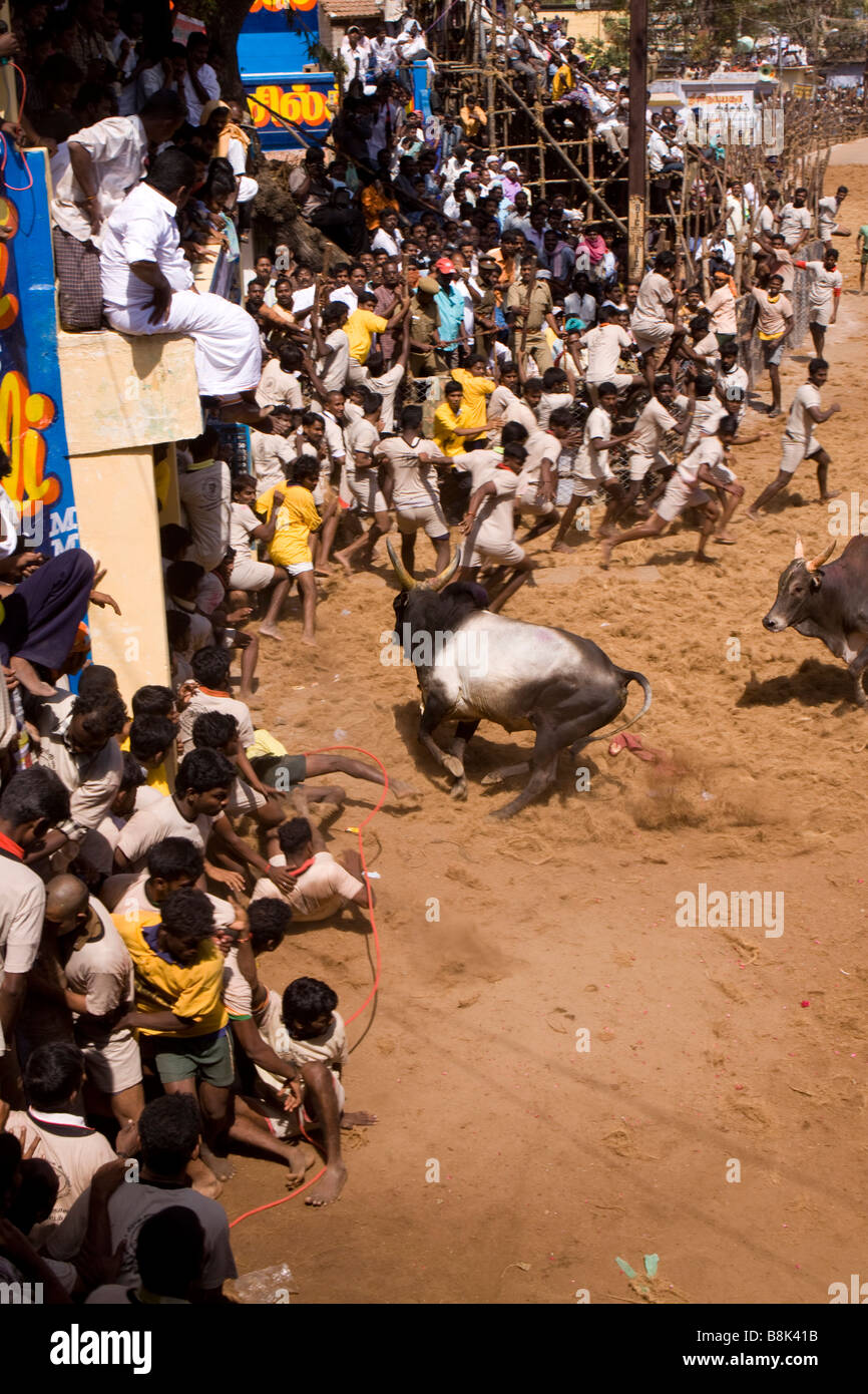 Indien Tamil Nadu Allanganallur jährlichen Pongal Jallikkattu Stierkampf Bull Konkurrenten anzugreifen Stockfoto