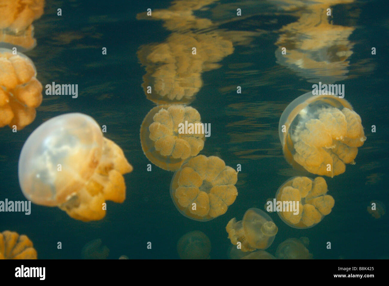 Quallen und ihre Spiegelungen an der Wasseroberfläche in den berühmten Jellyfish Lake auf Rock Inseln in Palau Stockfoto