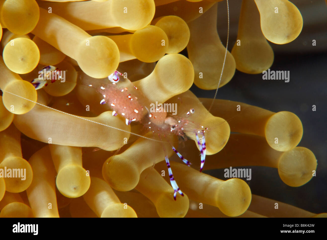 Putzergarnelen entdeckt auf Anemone Tentakeln, mit durchsichtigen Körper mit Eiern im Inneren Stockfoto