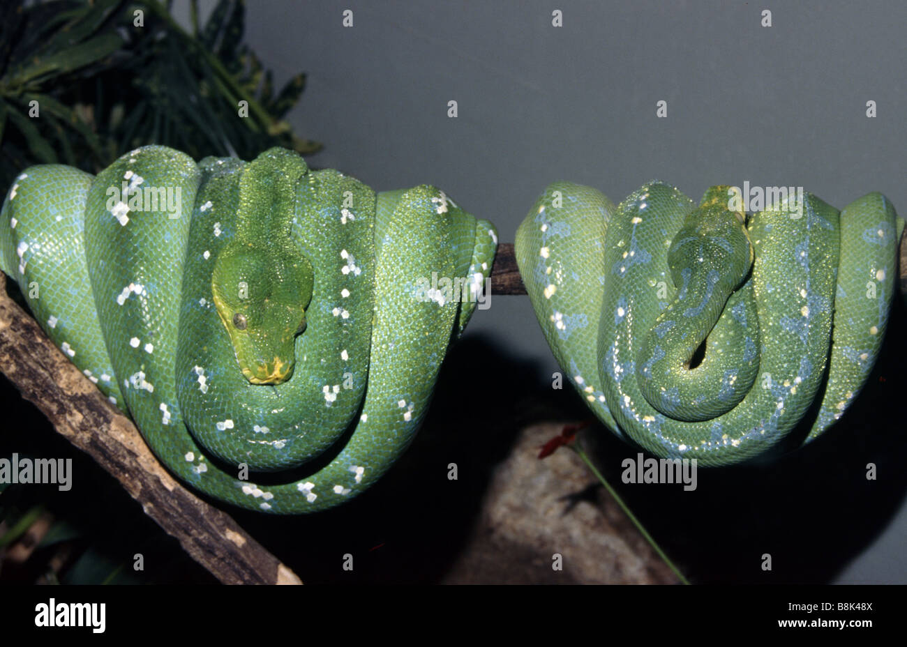 Morelia viridis Stockfoto