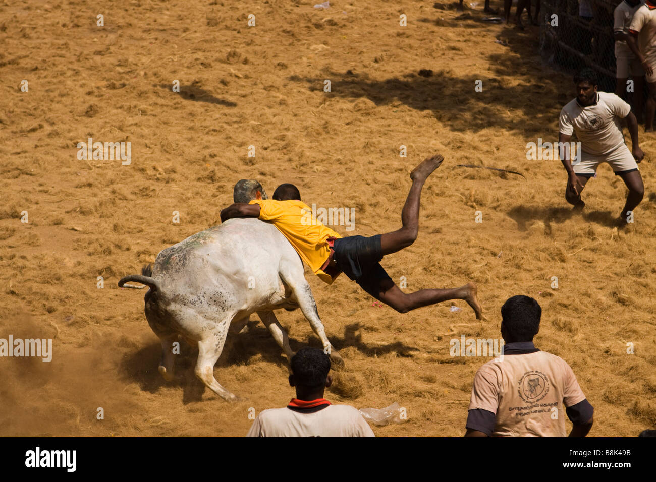 Indien Tamil Nadu Allanganallur jährlichen Pongal Jallikkattu Stierkampf Aktion Mensch Bull festhalten Stockfoto