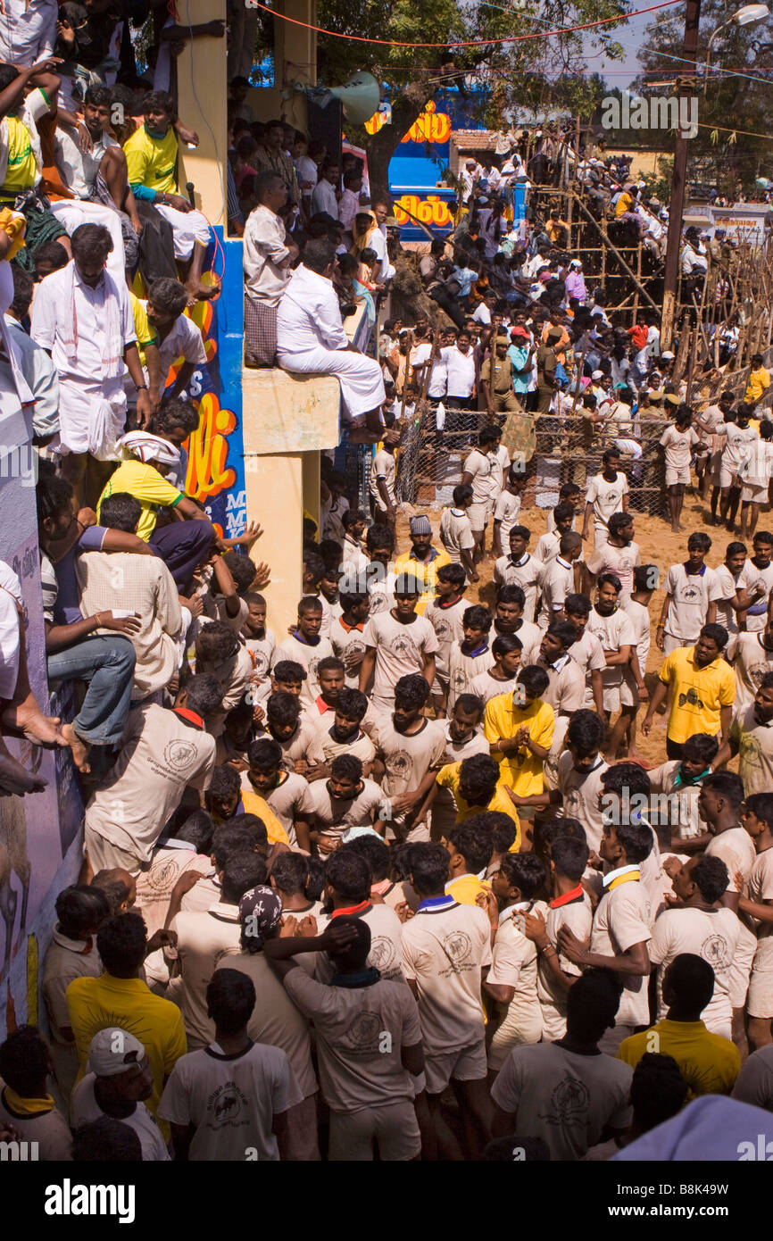 Indien Tamil Nadu Allanganallur jährlichen Pongal Jallikkattu Stierkampf Menge Konkurrenz beobachten Stockfoto