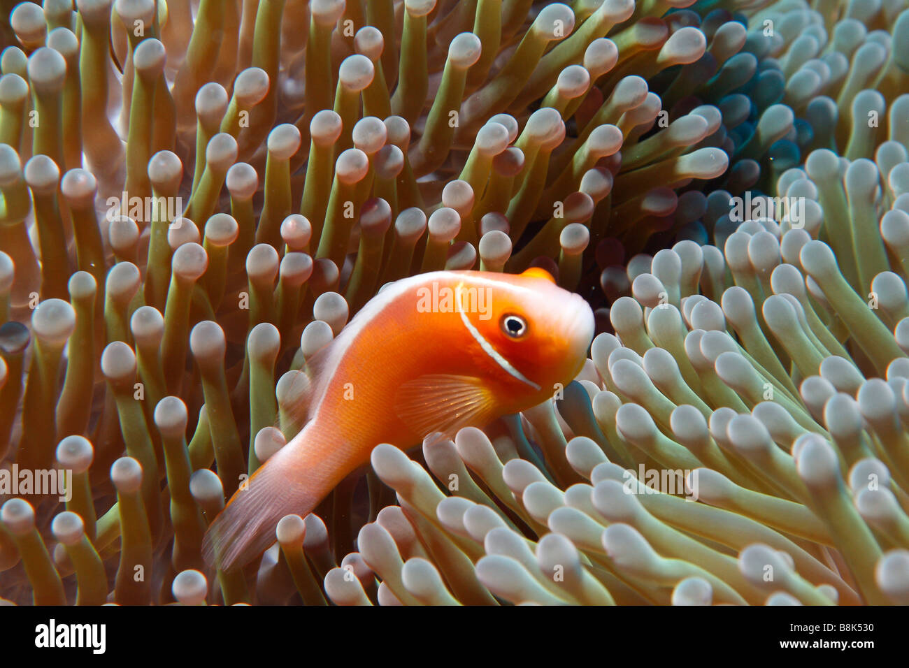Rosa Anemonenfische im Anemone Tentakeln schwimmen Stockfoto