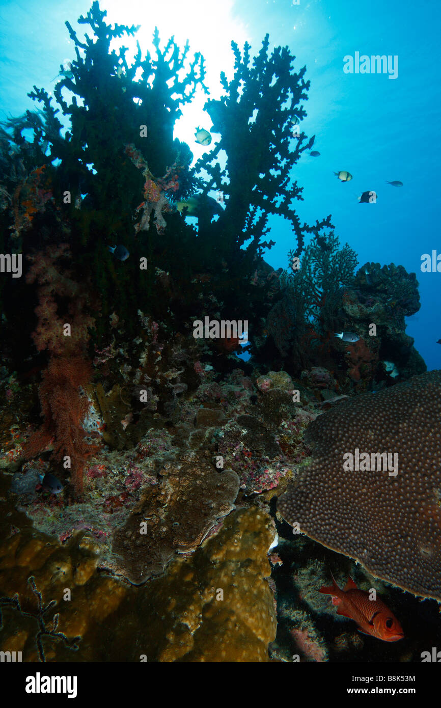 Ein Blick auf aufsteigend Korallenriff gefüllt mit verschiedenen Arten, mit blauem Wasser und Sonne als Hintergrund Stockfoto