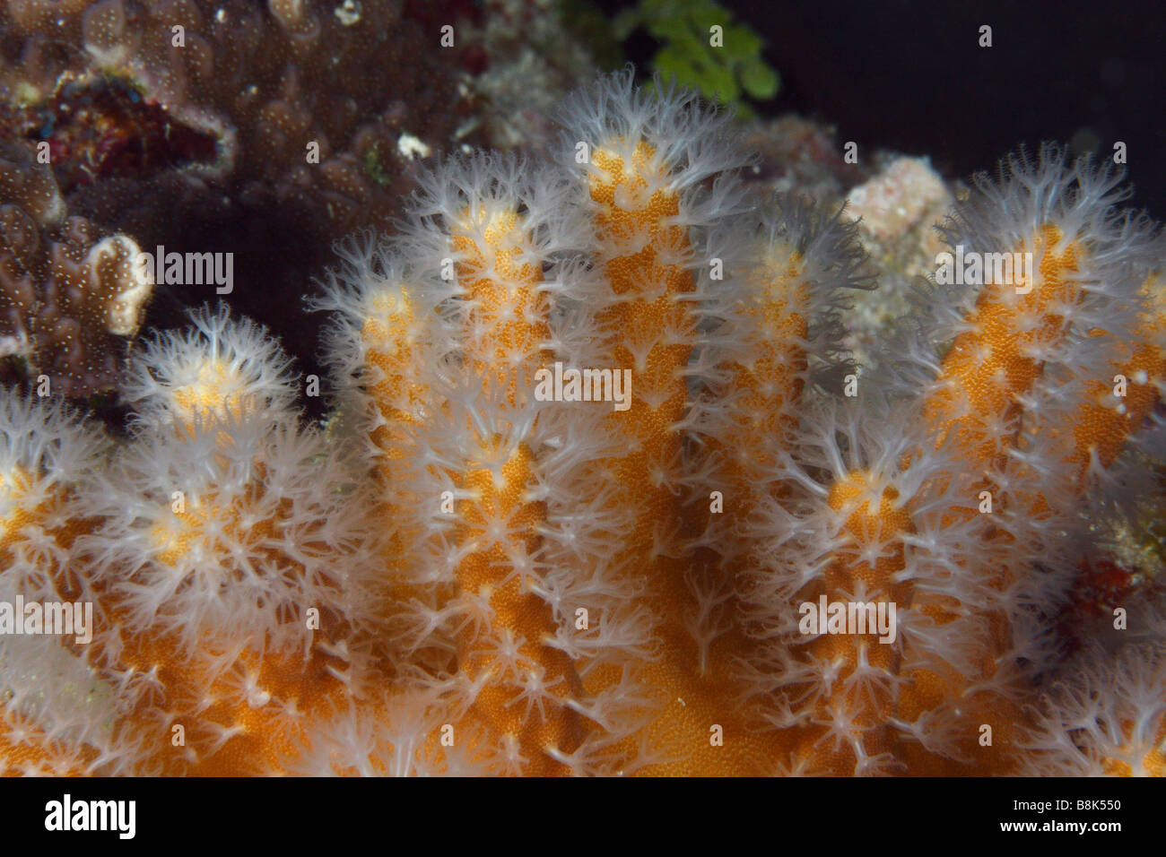 Eine Makro-Aufnahme einer Koralle mit offenen Polypen, die Fütterung in der Nacht Stockfoto