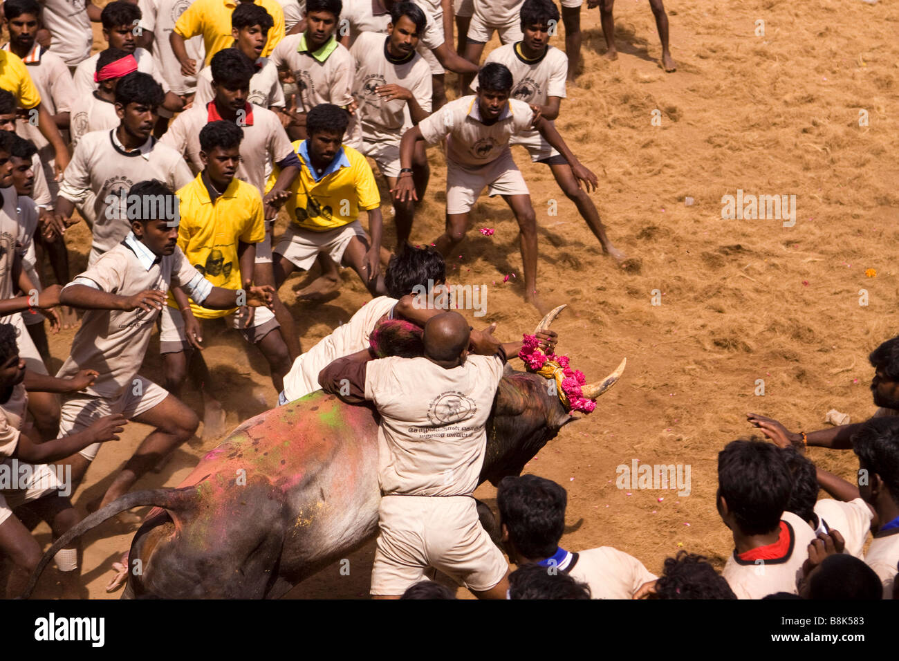 Indien Tamil Nadu Allanganallur jährlichen Pongal Jallikkattu Stierkampf Konkurrent Bull festhalten Stockfoto