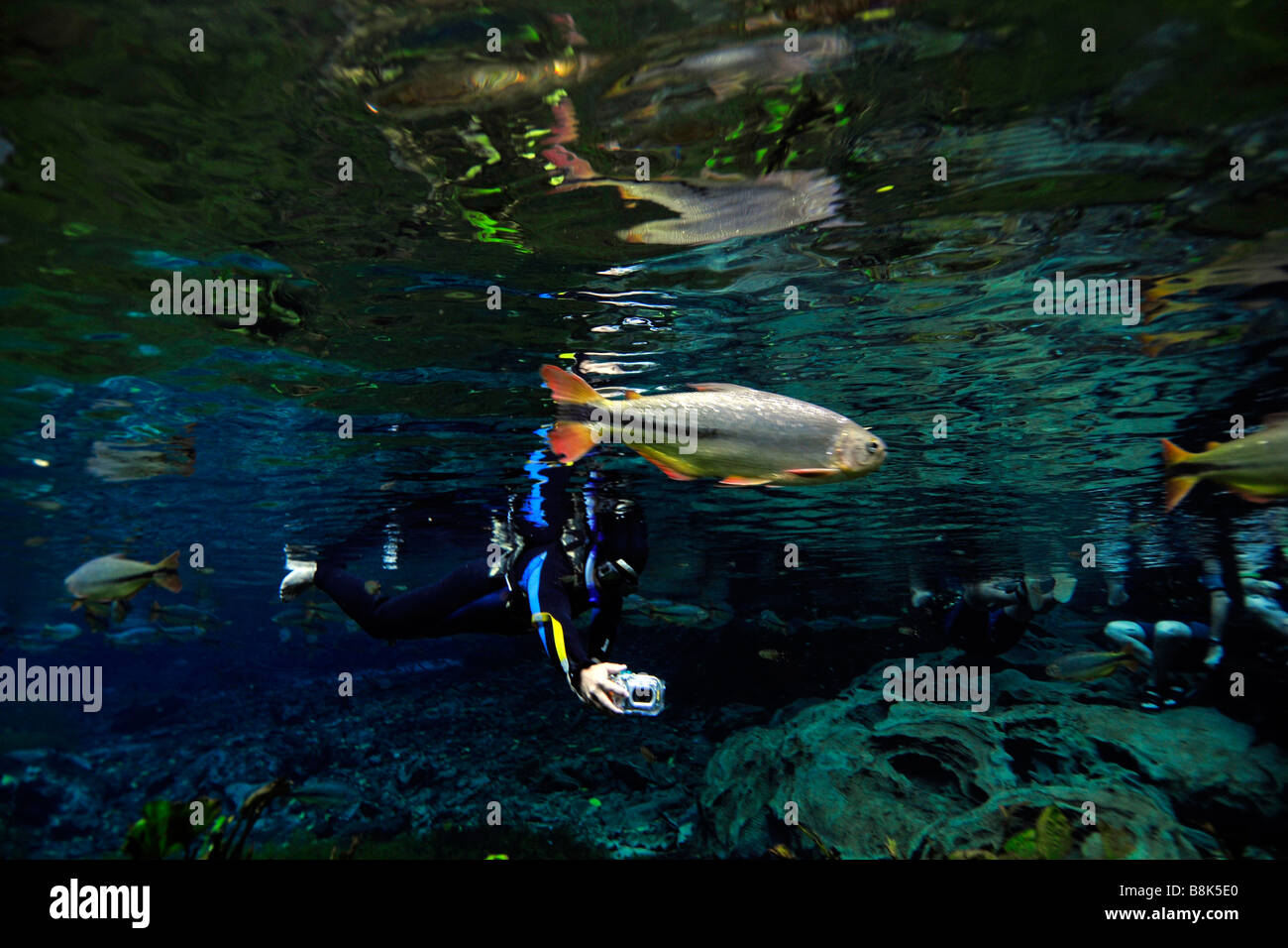 Taucher beobachtet die Unterwasser Vegetation und Salmlern oder Piraputangas, Brycon hilarii Stockfoto
