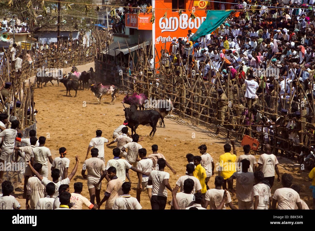 Indien Tamil Nadu Allanganallur jährlichen Pongal Jallikkattu Stierkampf Bedrohung von der Rückkehr Bullen Stockfoto