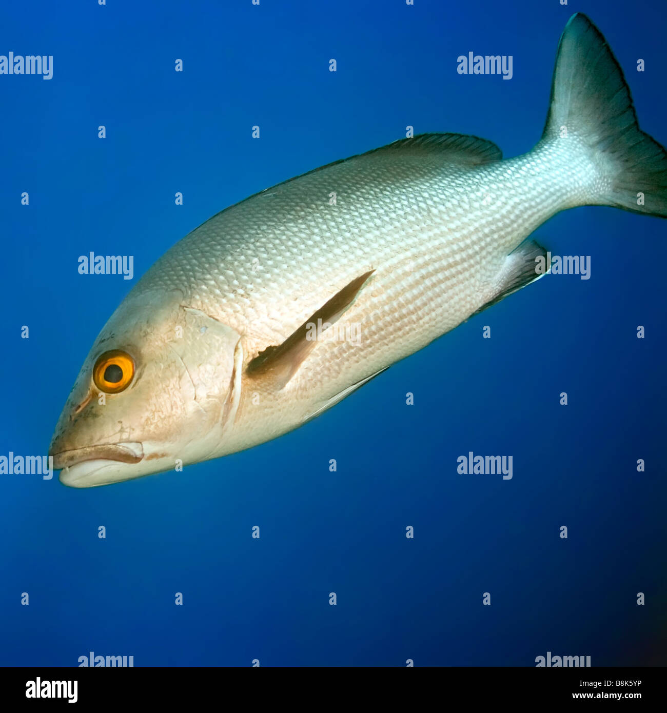 Tropische Fische Twinspot Snapper Lutjanus Bohar Malediven Indischer Ozean Addu-atoll Stockfoto