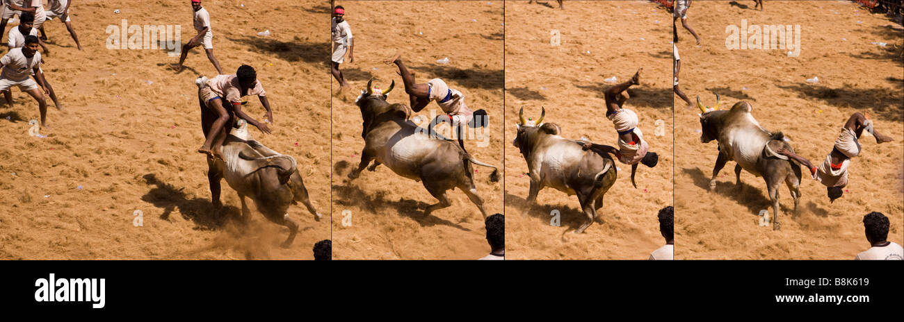 Indien Tamil Nadu Allanganallur jährlichen Pongal Jallikkattu Stierkampf Abfolge von Bull wirft Mann Stockfoto