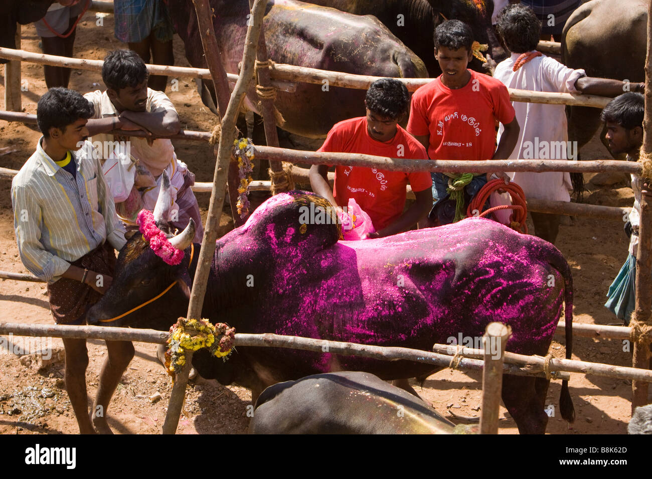 Indien Tamil Nadu Allanganallur jährlichen Pongal Jallikkattu Stierkampf Besitzer Kampfstier mit lila Pulver Beschichtung Stockfoto