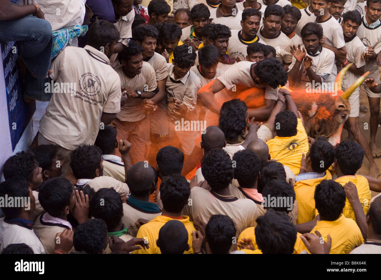 Indien Tamil Nadu Allanganallur jährlichen Pongal Jallikkattu Stierkampf Bull in orange Pulver bedeckt Stockfoto