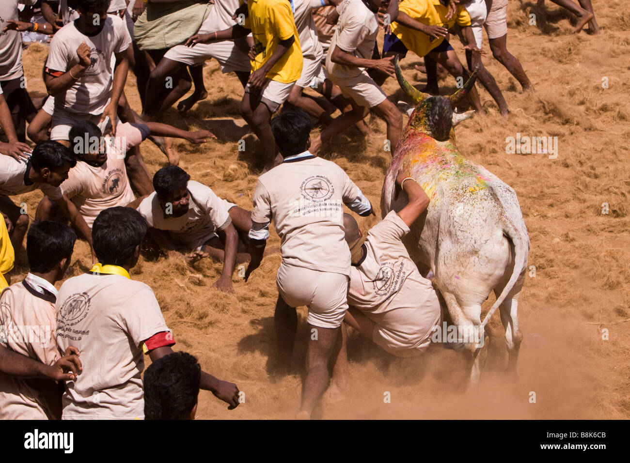 Indien Tamil Nadu Allanganallur jährlichen Pongal Jallikkattu Stierkampf Konkurrent Bull festhalten Stockfoto