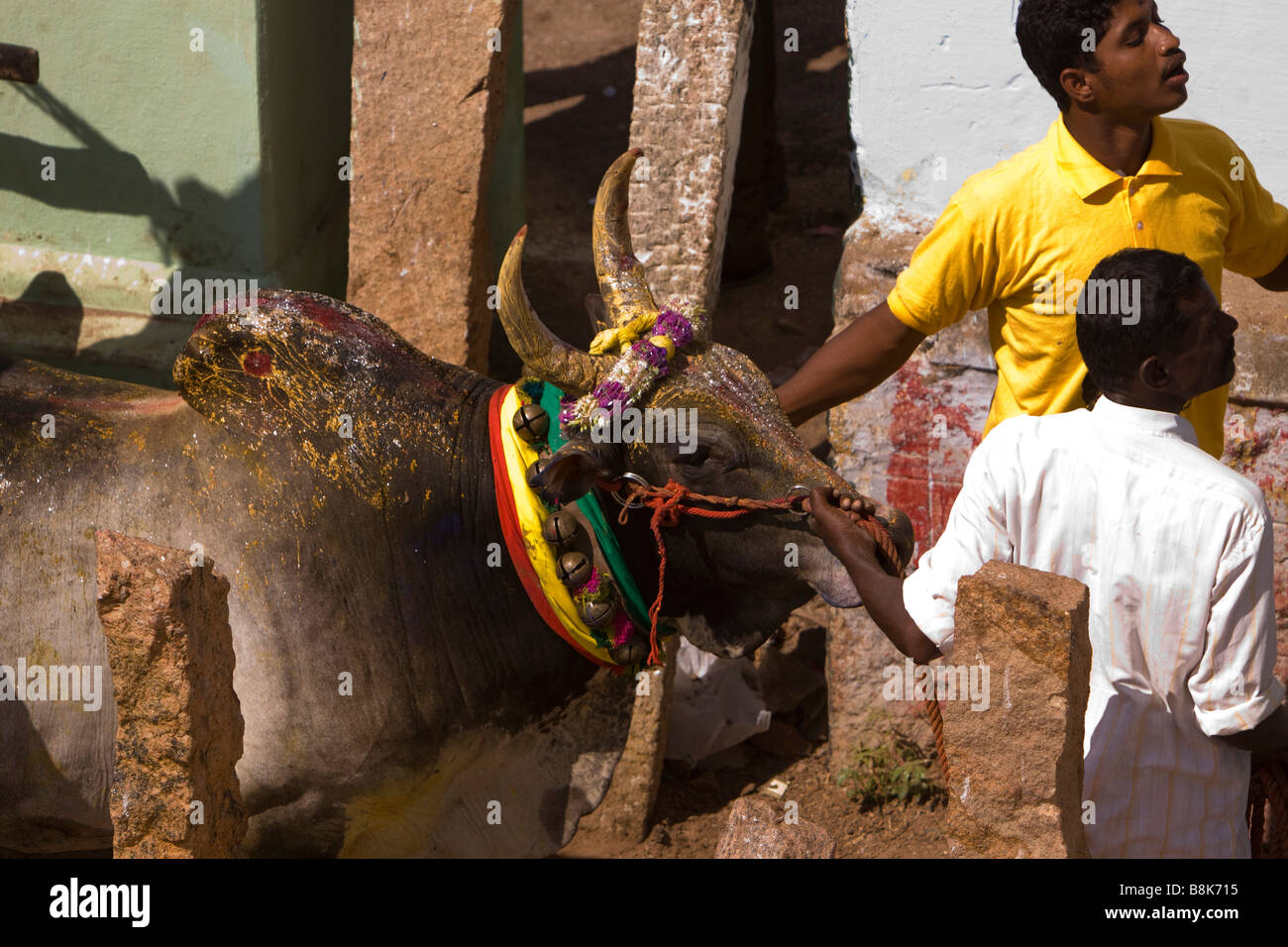 Indien Tamil Nadu Allanganallur jährlichen Pongal Jallikkattu Stierkampf Vorbereitung Bull Arena eingeben Stockfoto