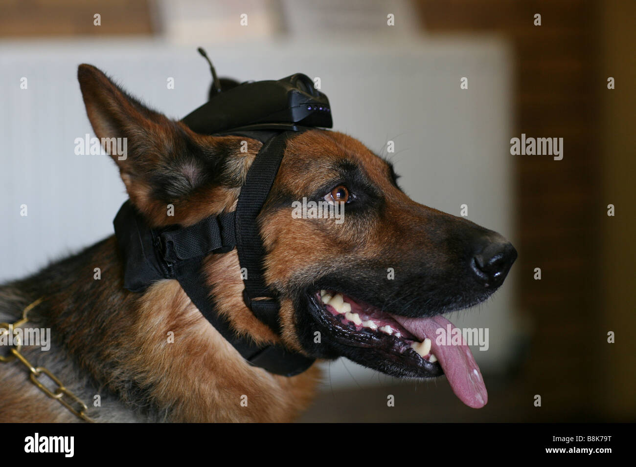 ein Polizeihund, ausgerüstet mit einer Kamera für abh Polizeiarbeit in Großbritannien seinen Kopf geschnallt Stockfoto