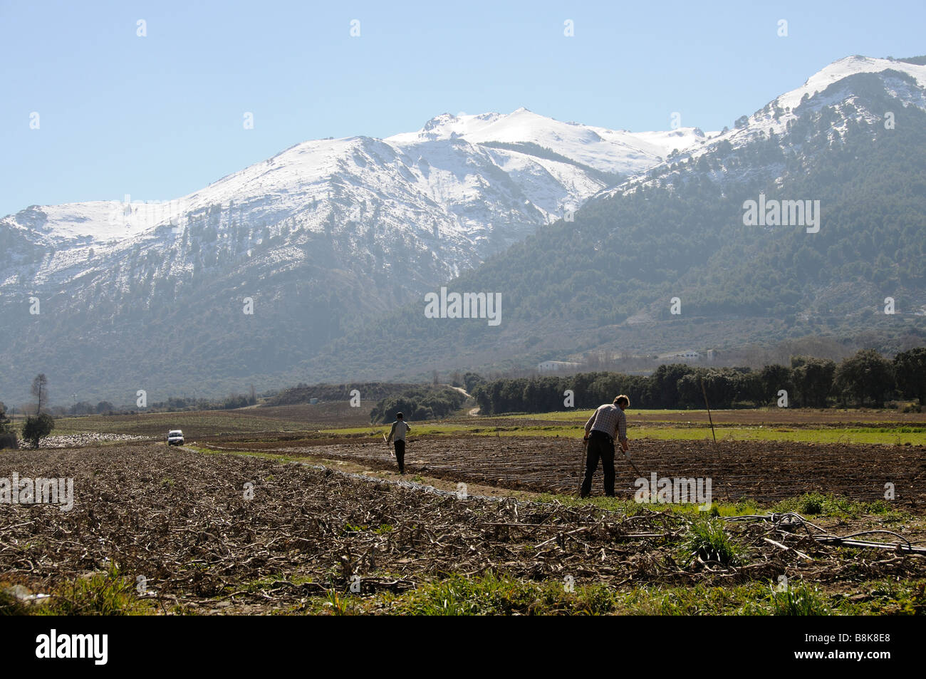 Landarbeiter Hacke Kulturen auf Ackerland in der Nähe der spanischen Stadt Ventas de Zafarraya und überragt vom Schneeberg angeschnittene Ärmel Stockfoto
